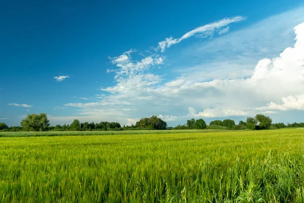 Cereales Verdes Nubes Blancas Cielo Nowiny Polonia — Foto de Stock