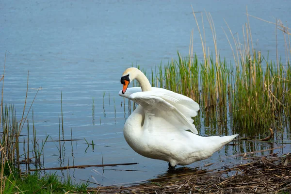 Um cisne mudo branco com asas levantadas, dia de primavera — Fotografia de Stock