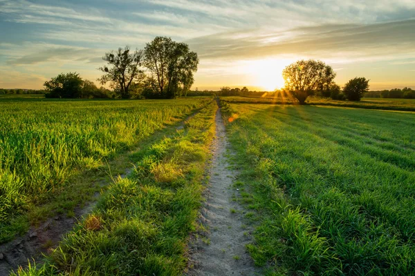 Glare of the sun and the road through green fields — 스톡 사진