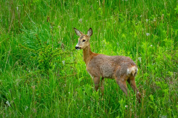 Roe deer is standing in green grass — Stockfoto