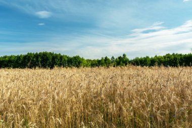 Üç ölçekli tarla ve yeşil ağaçlar, gökteki bulutlar