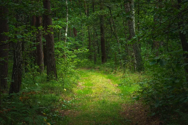 Ein Pfad in einem dichten grünen Wald — Stockfoto