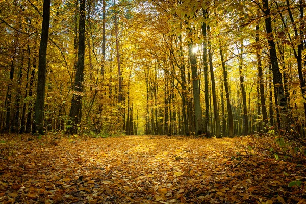 Forêt d'automne ensoleillée et beaucoup de feuilles tombées — Photo
