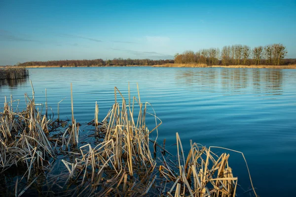 Cañas Secas Orilla Lago Azul Stankow Lubelskie Polonia — Foto de Stock