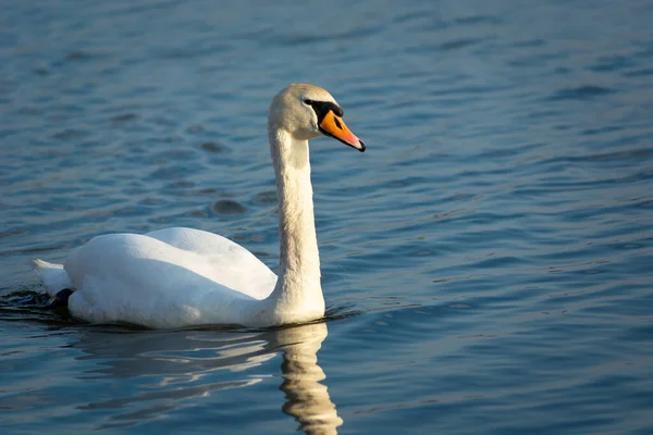 Branco Único Cisne Nadando Água Stankow Lubelskie Polônia — Fotografia de Stock