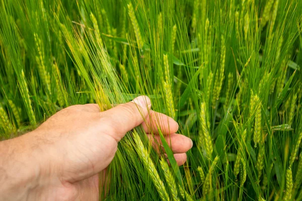 雄の手で緑の大麦の耳 春の景色 — ストック写真