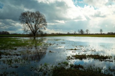 Çayırda sağanak yağmur, bulutlu gökyüzü, ilkbahar manzarası