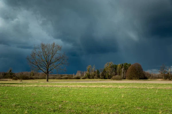 Tree on the meadow and rain storm, Nowiny, Poland