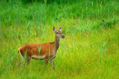 Bir dişi geyik uzun yeşil çimlerin üzerinde duruyor, yaz manzaralı.