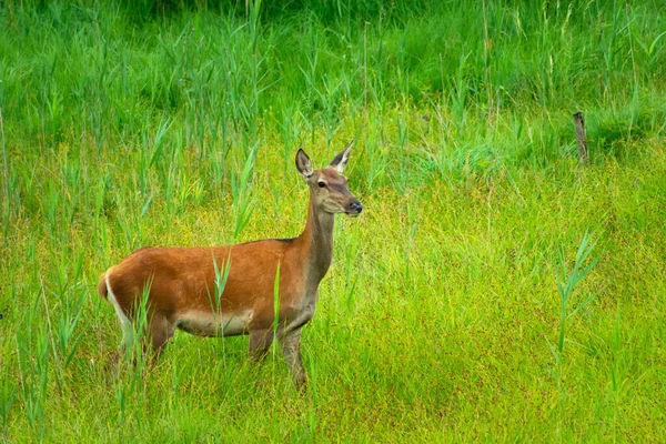 Een Vrouwtje Hert Staat Hoog Groen Gras Zomer Uitzicht — Stockfoto