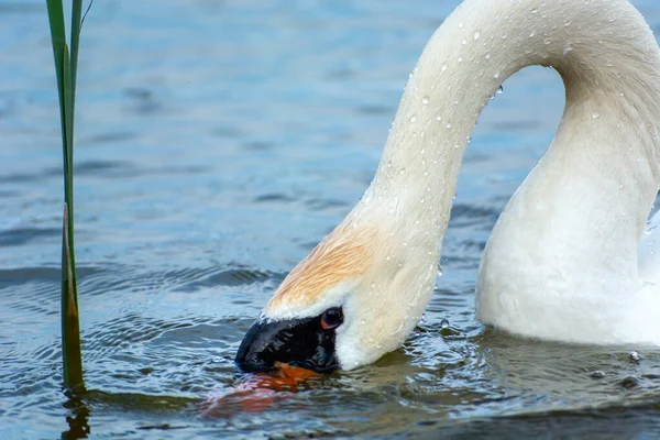 Cisne Branco Com Cabeça Submersa Água — Fotografia de Stock