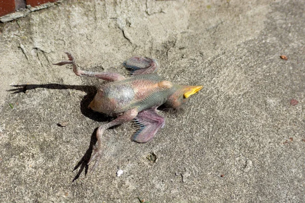Egy Halott Starling Csaj Fekszik Beton Járdán Tavaszi Kilátás — Stock Fotó