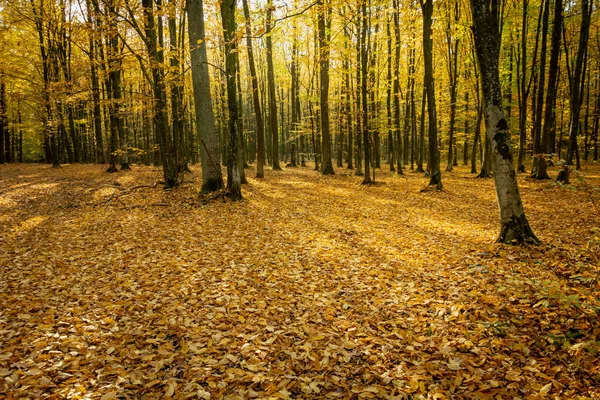Forêt d'automne avec feuilles tombées par une journée ensoleillée — Photo