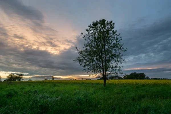 Albero vicino al campo e nuvole serali — Foto Stock