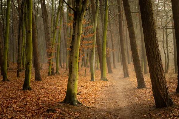 Ścieżka przez jesienny i mglisty las — Zdjęcie stockowe