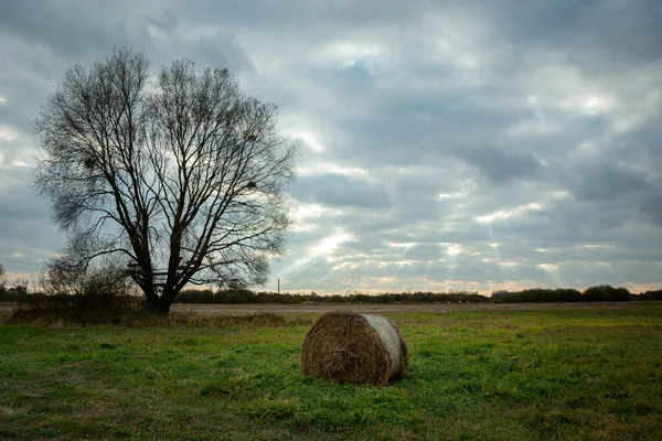 Heuballen Neben Einem Baum Und Bewölkter Himmel Herbstblick — Stockfoto