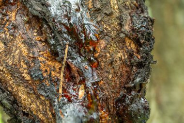 Bir ağaç gövdesinde bir damla reçine, yaz günü