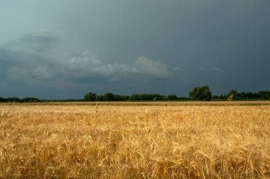 Tahıl tarlası ve bulutlu gökyüzü, Nowiny, Lubelskie, Polonya