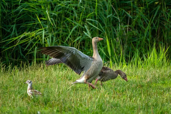 Greylag Goose Green Grass Stankow Πολωνία — Φωτογραφία Αρχείου