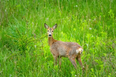 Roe deer in green grass, spring view