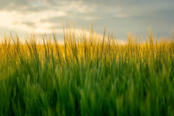 Зерновые Уши Выделены Солнцем Весенним Вечером — стоковое фото