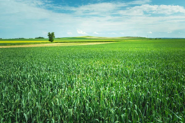 穀物と一本の木 ルベルスキー ポーランドの巨大な緑のフィールド — ストック写真