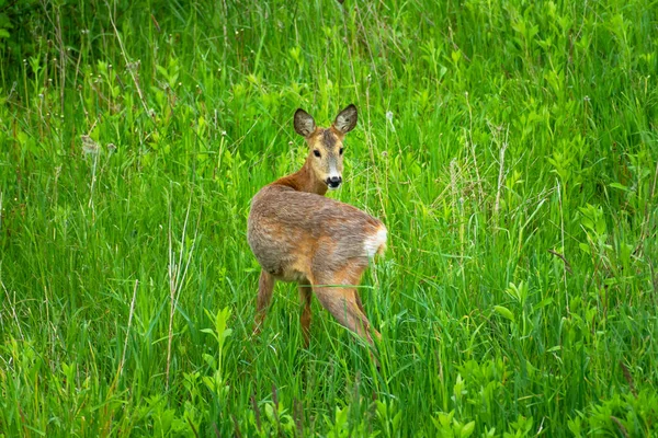 牧草地 春の日に若いイエロー鹿 — ストック写真