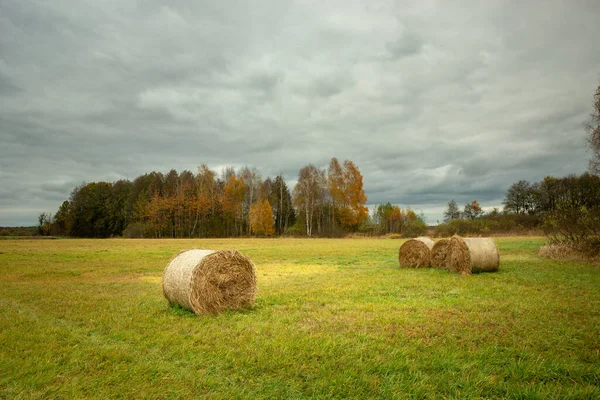 Balle Fieno Nel Prato Nella Foresta Autunnale Nowiny Lubelskie Polonia — Foto Stock