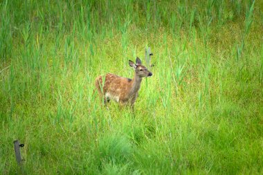 Yeşil çimenlikteki genç geyik, yaz manzarası
