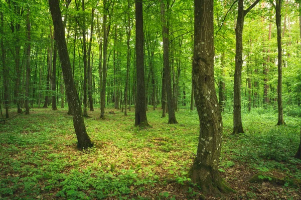 Mystérieuse Forêt Caduque Verte Printanière Zarzecze Lubelskie Pologne — Photo