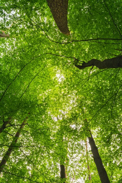 Coroas Árvores Verdes Vistas Baixo Vista Primavera — Fotografia de Stock