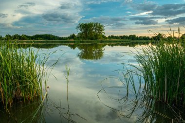 Suyun içinde sazlıklar, gökyüzünde ağaçlar ve bulutlar Stankow, Lubelskie, Polonya