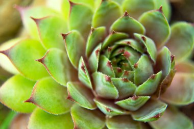 Sempervivum Sektorum tesisi kayalıklarda, üst görünüm