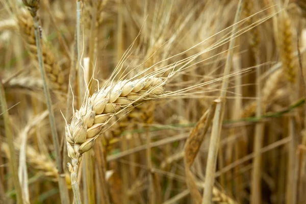 Крупный план золотого уха из зерна — стоковое фото