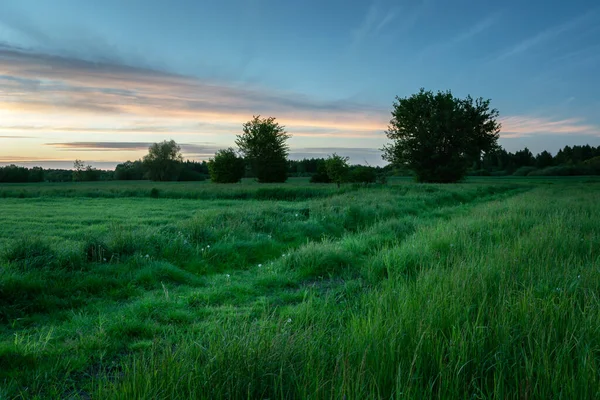 Un camino a través de un prado verde y nubes después del atardecer — Foto de Stock