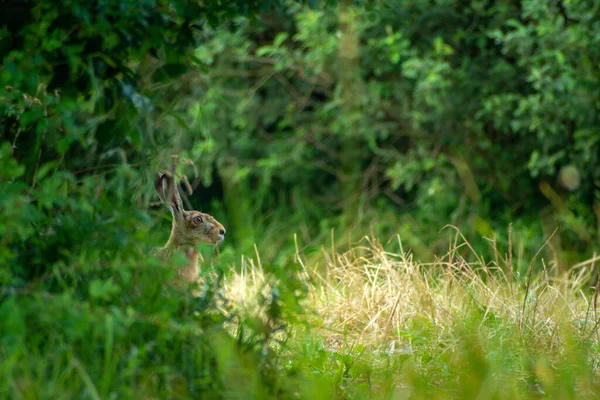 Hare huvud i en grön buske — Stockfoto