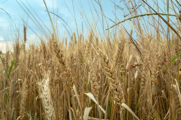 Närbild öron av spannmål och molnig himmel — Stockfoto