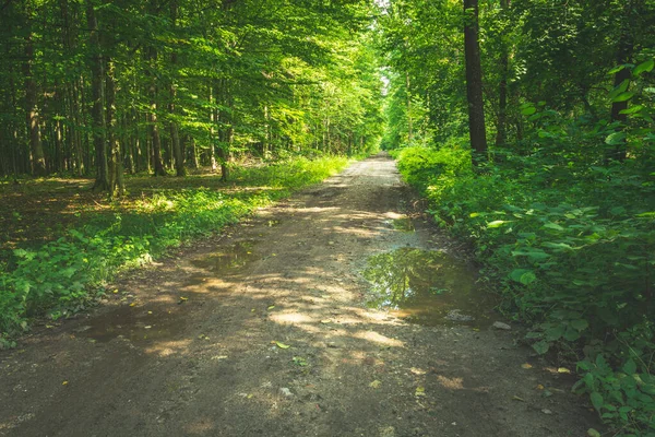 Kałuże Drodze Zielonym Lesie Widok Lato — Zdjęcie stockowe