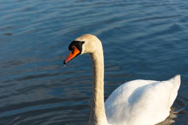 Su arka planında beyaz bir kuğu, Stankow, Polonya