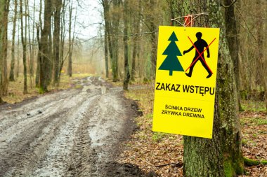 Yasak girişi olan orman, ağaç kesimi, ilkbahar manzarası