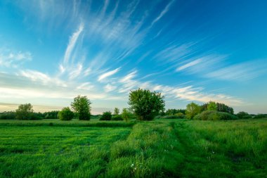 Mavi gökyüzünde çalıları ve beyaz bulutları olan yeşil alan, Nowiny, Lubelskie, Polonya