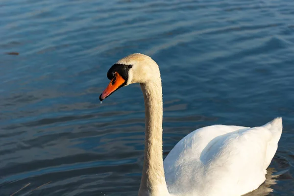 Een Witte Zwaan Een Achtergrond Van Water Stankow Polen — Stockfoto