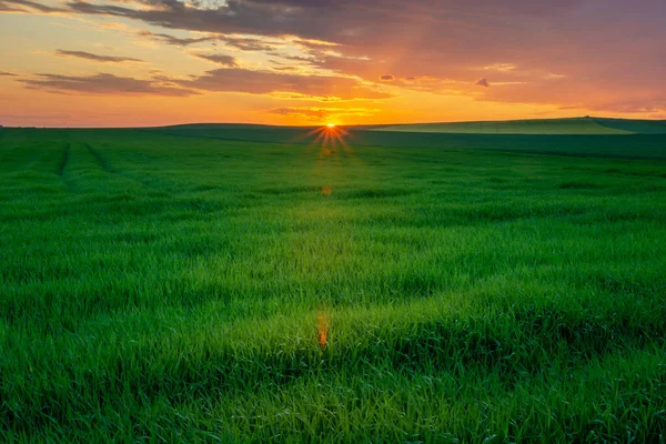 Schönes Grünes Großes Feld Und Farbenfroher Sonnenuntergang Staw Lubelskie Polen — Stockfoto