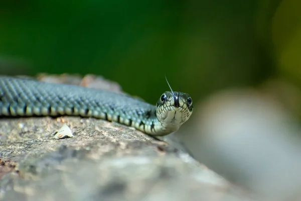 A cobra de grama está em um tronco de árvore — Fotografia de Stock