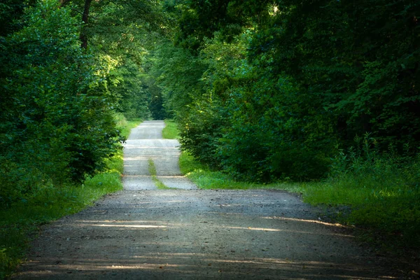 초록빛 빽빽 한 숲을 관통하는 자갈 길 — 스톡 사진