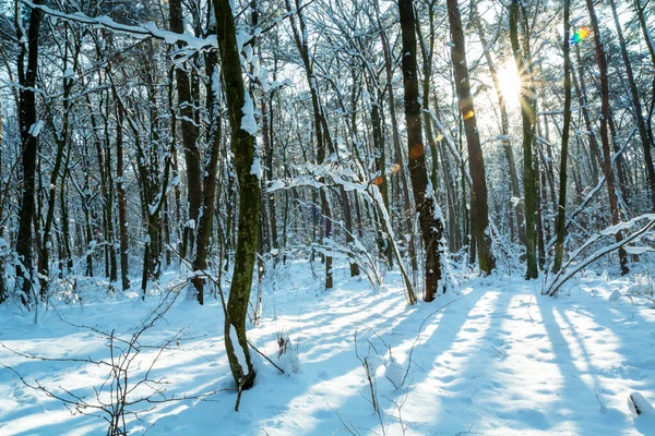 El sol entre los árboles en el bosque de invierno — Foto de Stock