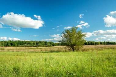 Yeşil bir çayırda yetişen yalnız ağaç, Czulczyce, Polonya