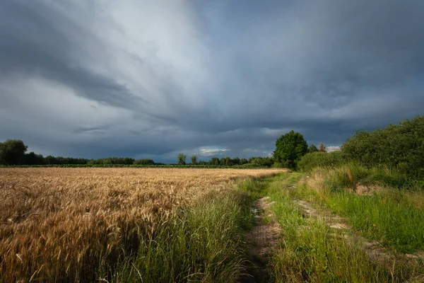 Storm clouds over a grain field and a dirt road, summer day
