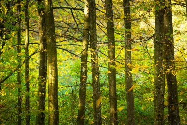 Güneşli bir günde sarı ve yeşil yapraklı ağaçlar, sonbahar arkaplanı, ön manzara