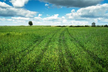 Yeşil bir çayırda araç izleri ve temiz bir gökyüzü, doğu Polonya